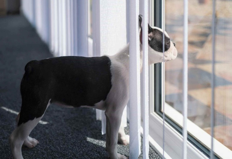 A small dog is looking outside through a pet-friendly patio door in Columbus, OH